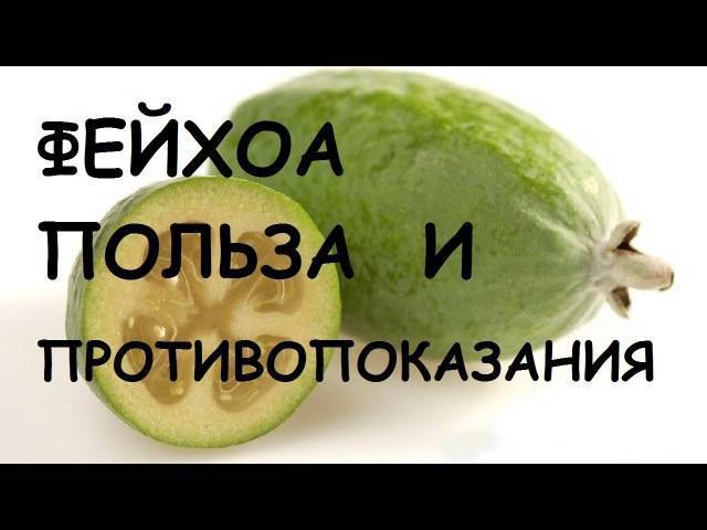 Фейхоа смешные картинки