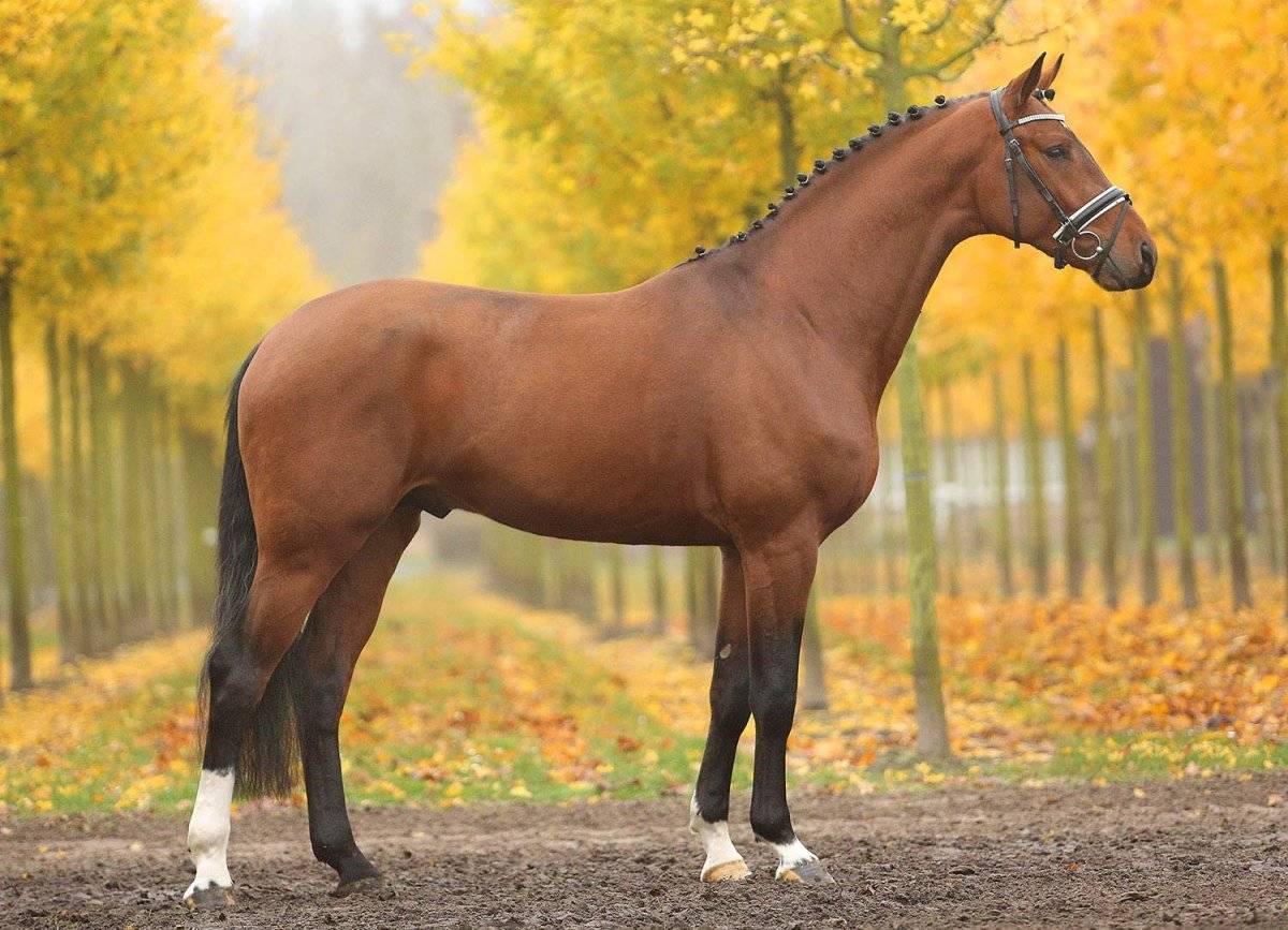 Тракененская порода лошадей: экстерьер с фото, характер