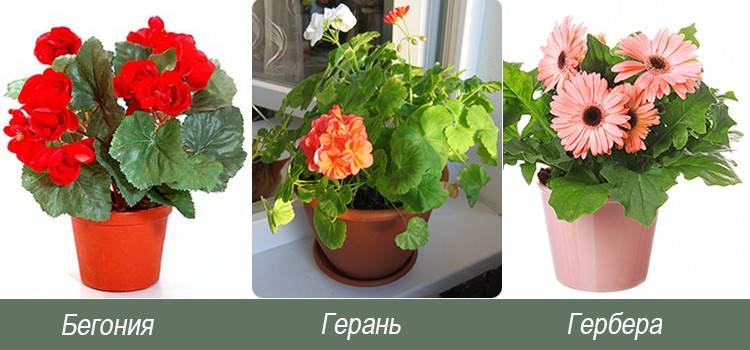 Комнатные цветы цветущие круглый год неприхотливые фото с названиями и фото