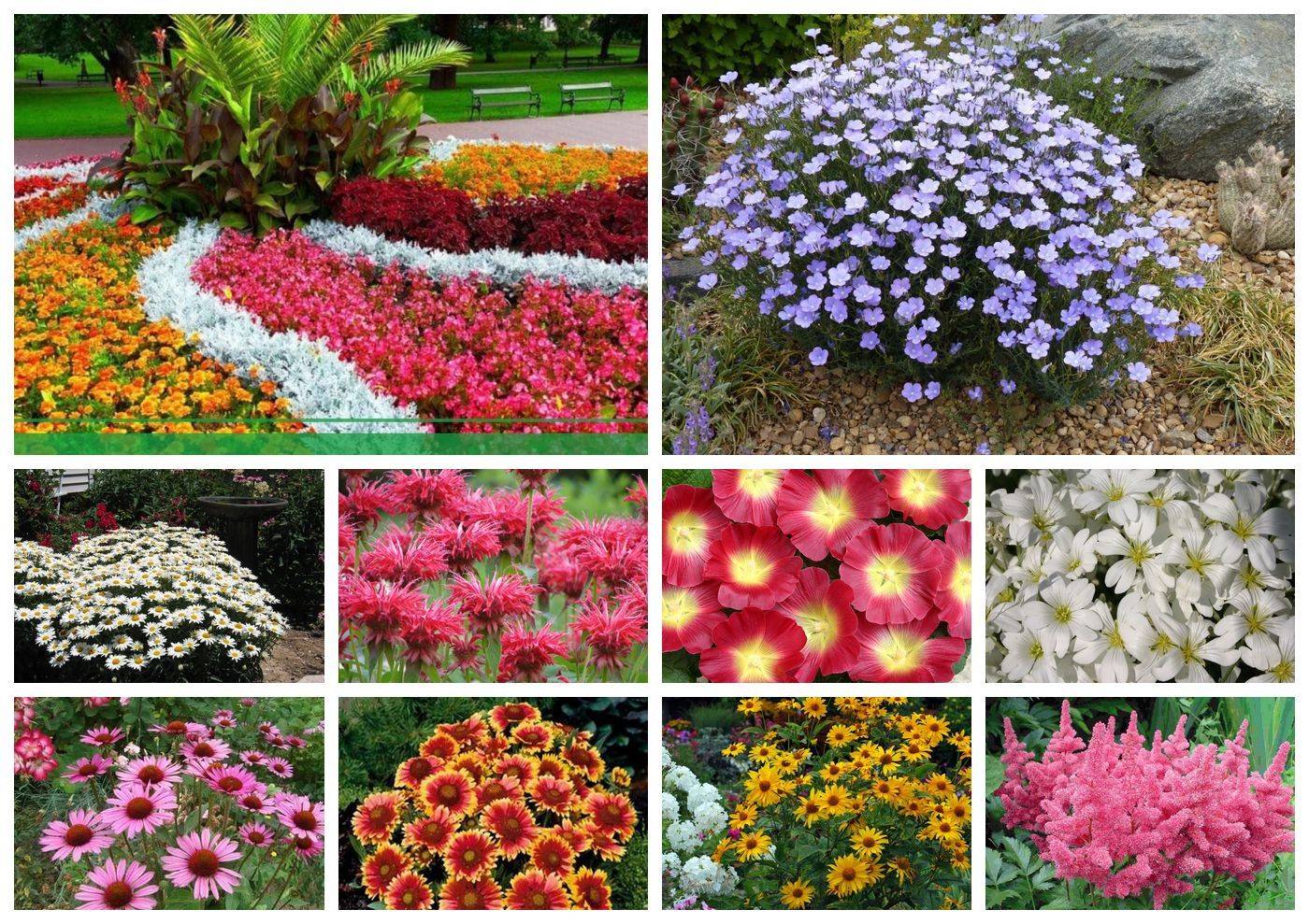 Низкорослые сорта цветов для клумбы цветущие все лето фото и название