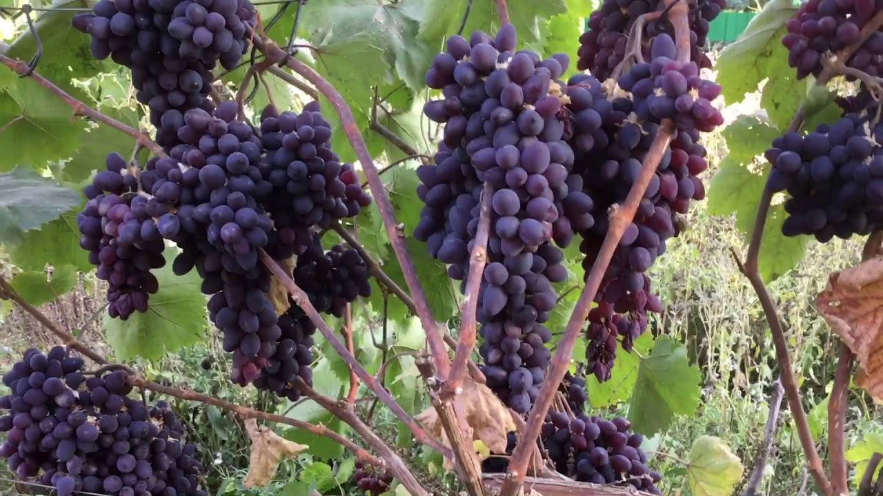 Виноград кишмиш "запорожский": описание сорта, фото, отзывы
