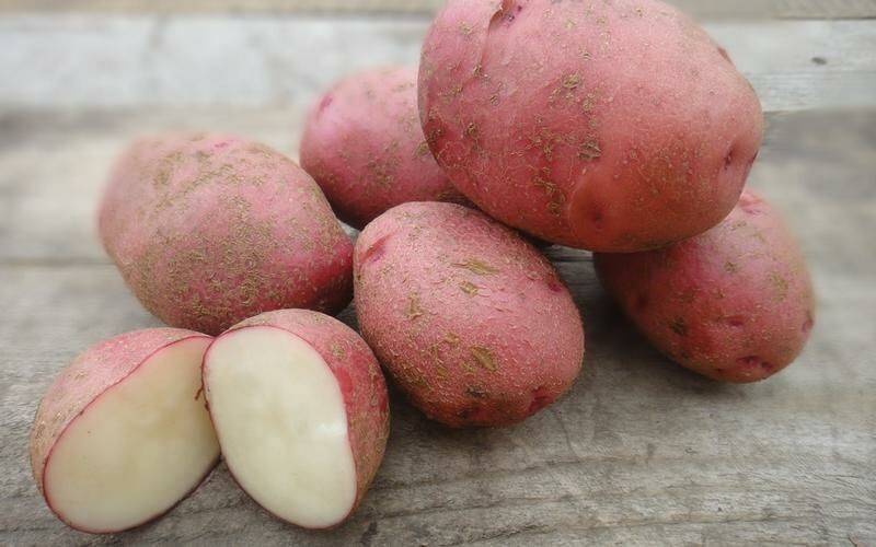 Сорт картофеля алладин: фото, отзывы, описание, характеристики