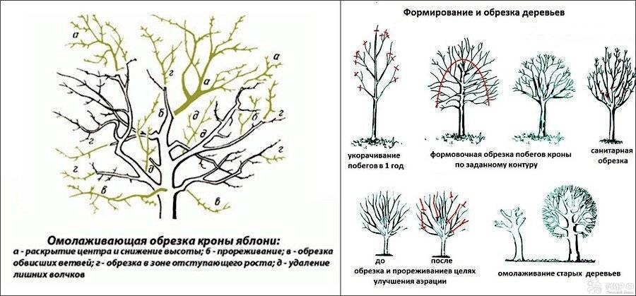 Яблони – обрезка осенью: схемы подрезки молодых и старых деревьев