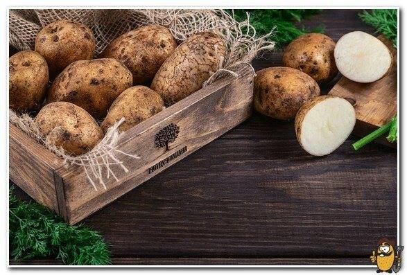 Общая характеристика и описание сорта картофеля «янка», особенности его выращивания и хранения