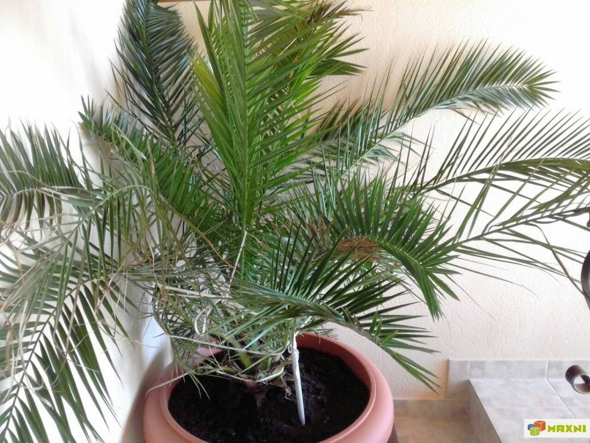 пальма из финика в домашних условиях фото