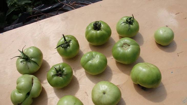 Как хранить зеленые помидоры: выбор способа и рекомендации