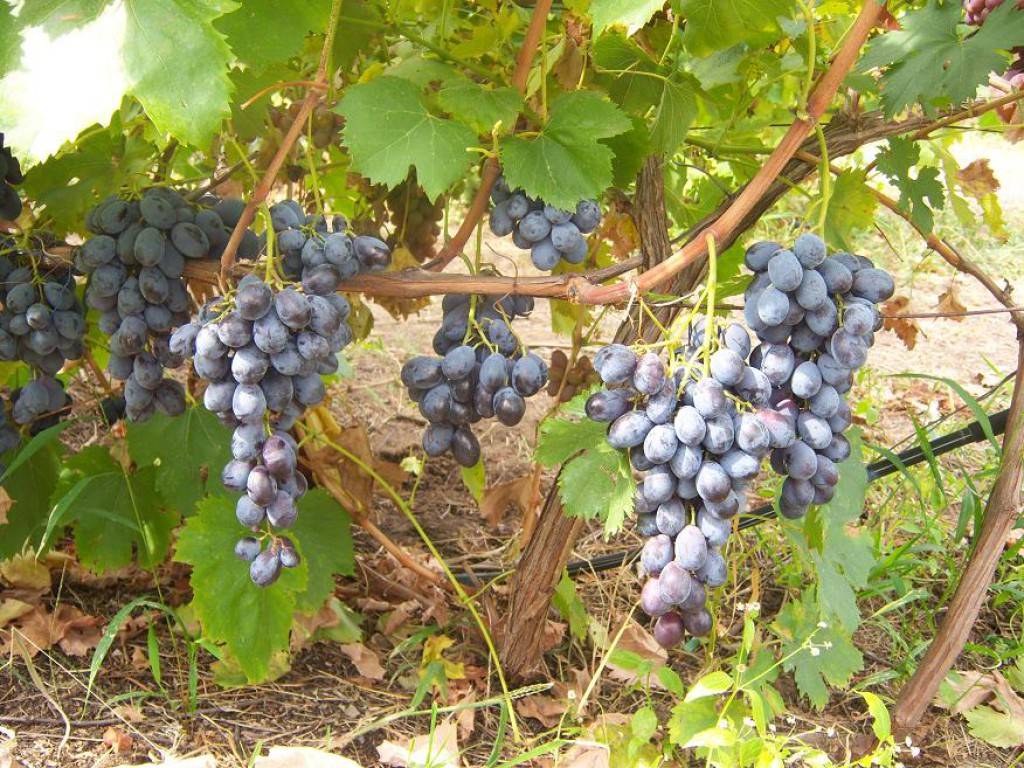 Виноград сорта блек гранд — sam-village