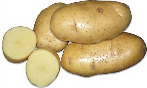 Картофель янка: описание сорта и характеристика, урожайность, отзывы, фото