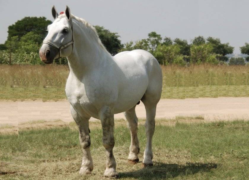 Лошади породы першерон: фото и описание