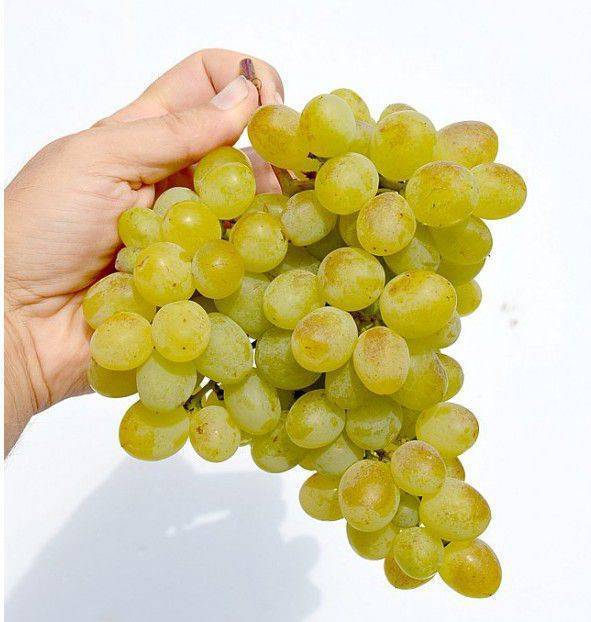 Виноград восторг: характеристики, особенности выращивания и способы посадки морозостойких сортов (95 фото)