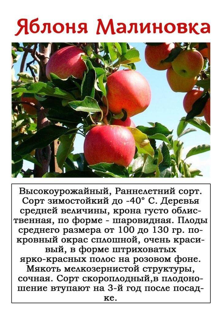 Сорта яблонь для средней полосы плодоносящие ежегодно сладкие фото и описание