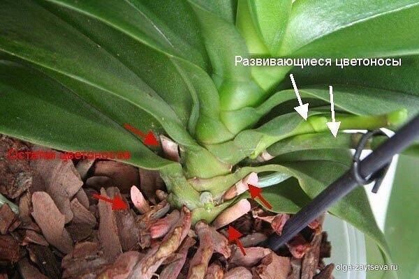 Варианты, что делать с цветоносом у орхидей: когда вырос, засох и другие примеры