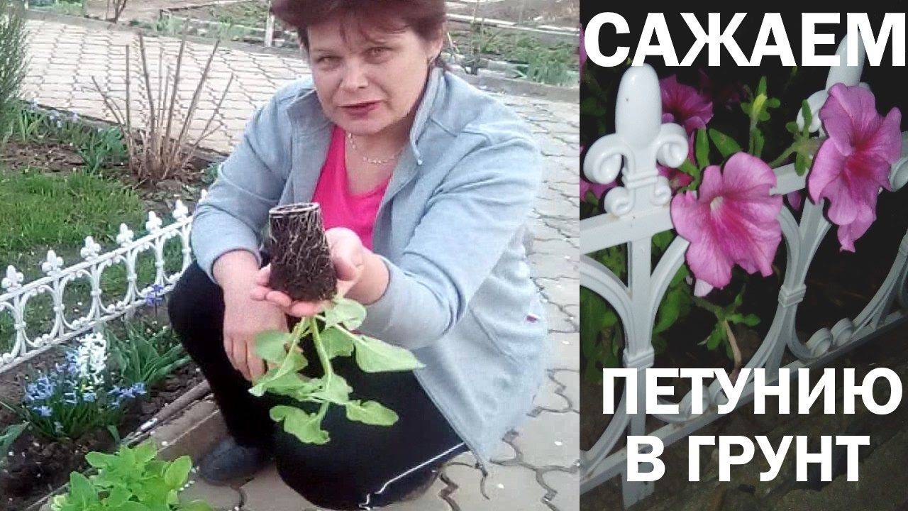 Цветы петуния посадка и уход в открытом грунте фото когда сажать