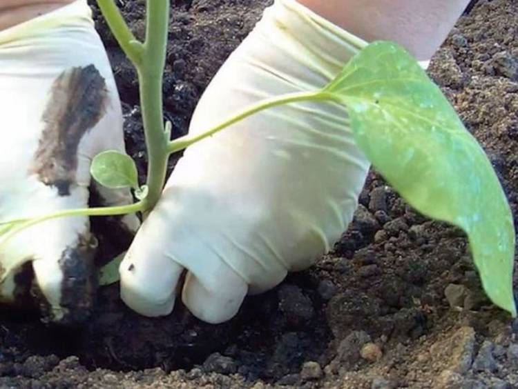 Секреты выращивания и ухода баклажанов в открытом грунте