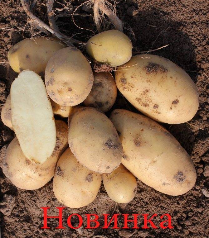 Самые урожайные сорта картофеля для Подмосковья