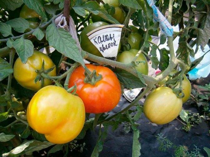 Стоит ли сажать томат каменный цветок, плюсы и минусы сорта
