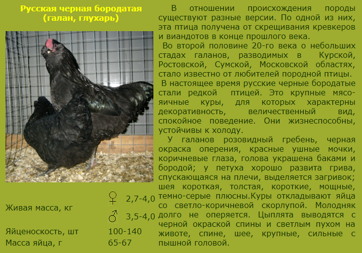 Порода кур русская голубая фото и описание