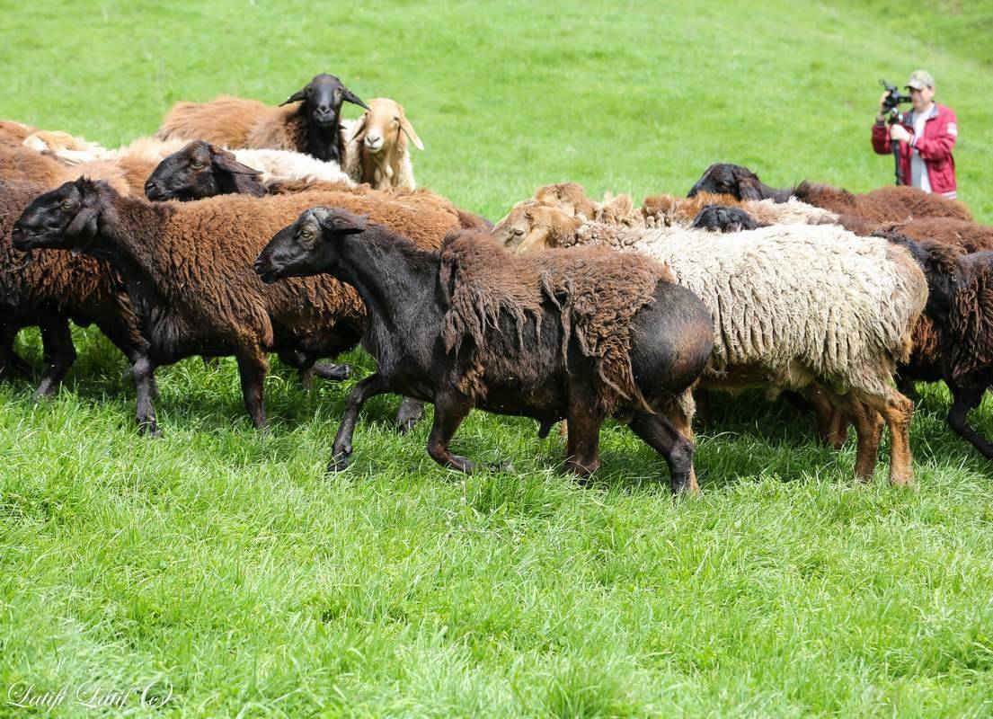 Гиссарская порода овец: разведение, плюсы баранов гиссаров