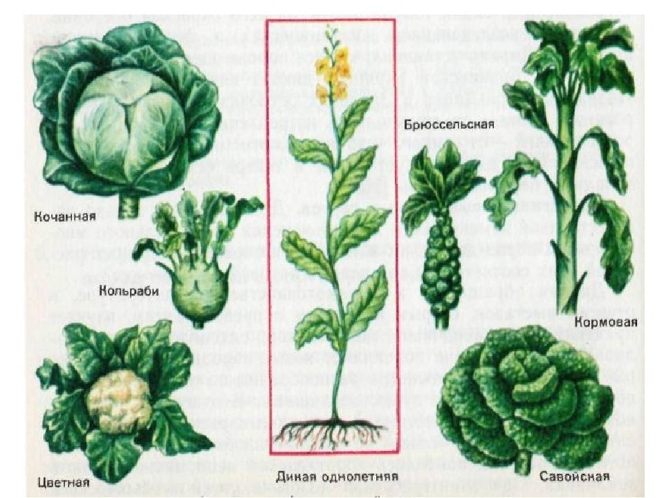 Виды Капусты Фото С Названиями Таблица