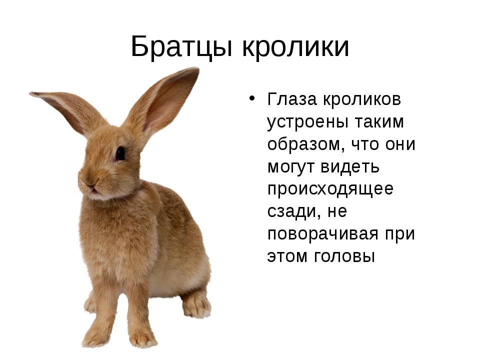 Интересные факты о кроликах