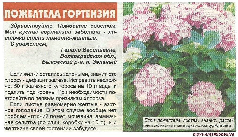 Почему у гортензии желтеют листья и сохнут края — причины и лечение