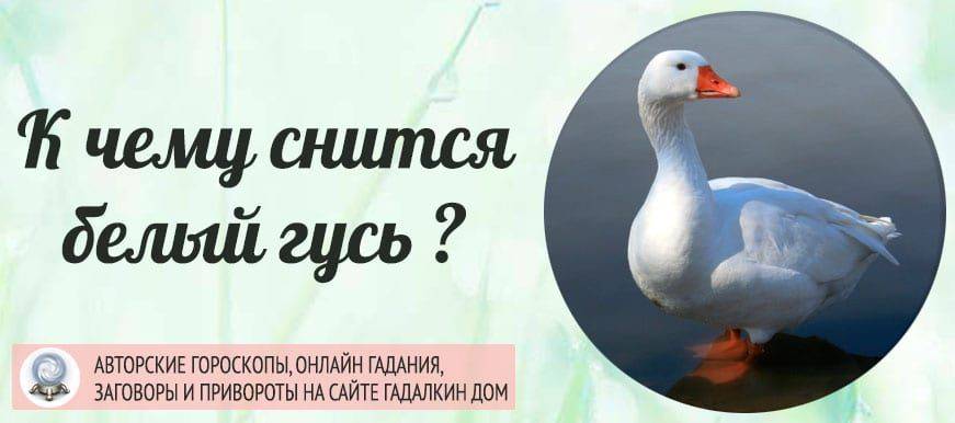 О чем свидетельствуют сны, в которых снятся гуси