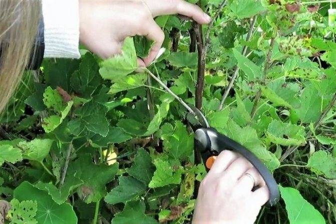 Размножение смородины черенками летом, осенью и весной: как сделать черенкование зеленых и одревесневших веточек, а также нюансы укоренения и посадки