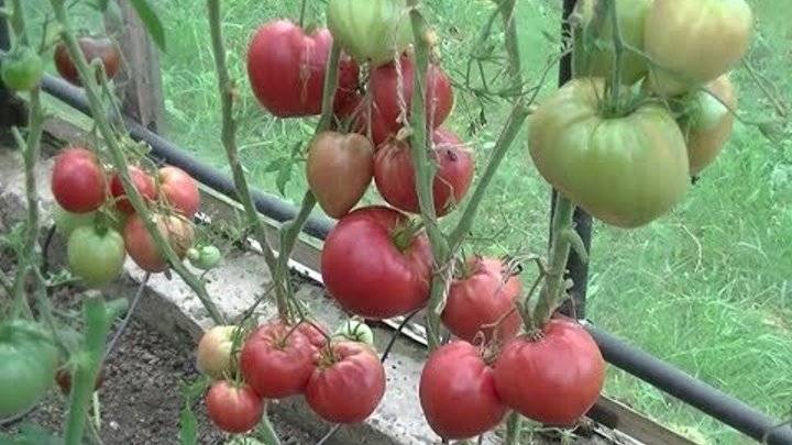 Томат чудо уолфорда: характеристика и описание сорта, фото, отзывы, урожайность