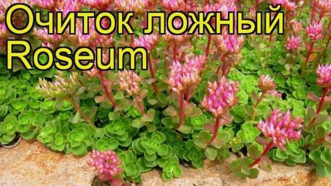 Очиток  или седум: популярные виды и сорта с фото, особенности выращивания и ухода за цветами