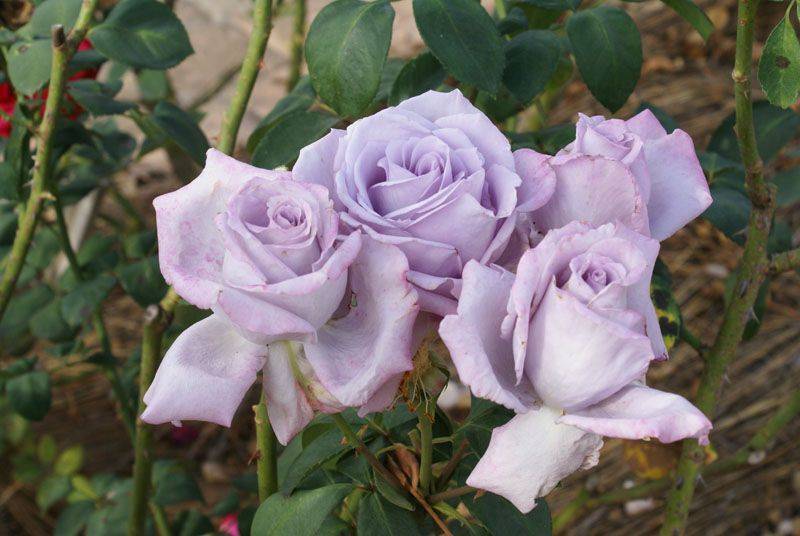 Роза блю мун (blue moon) — описание цветка оригинальной раскраски