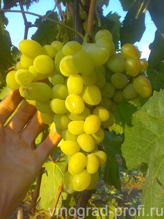 Виноград галахад: описание и характеристики. видео обзоры от садоводов