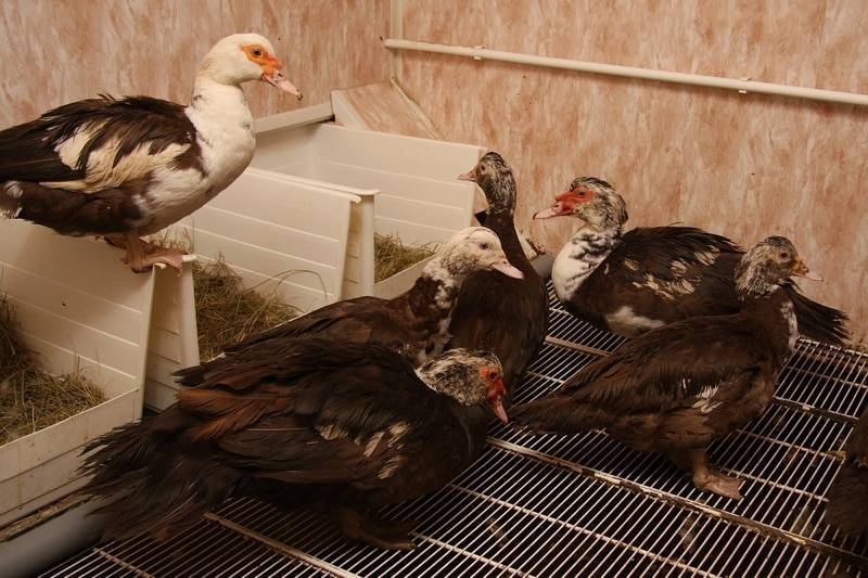 Мускусная утка: фото, описание породы, инкубация 