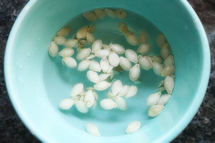 Как прорастить семена кабачков перед посадкой в открытый грунт или теплицу