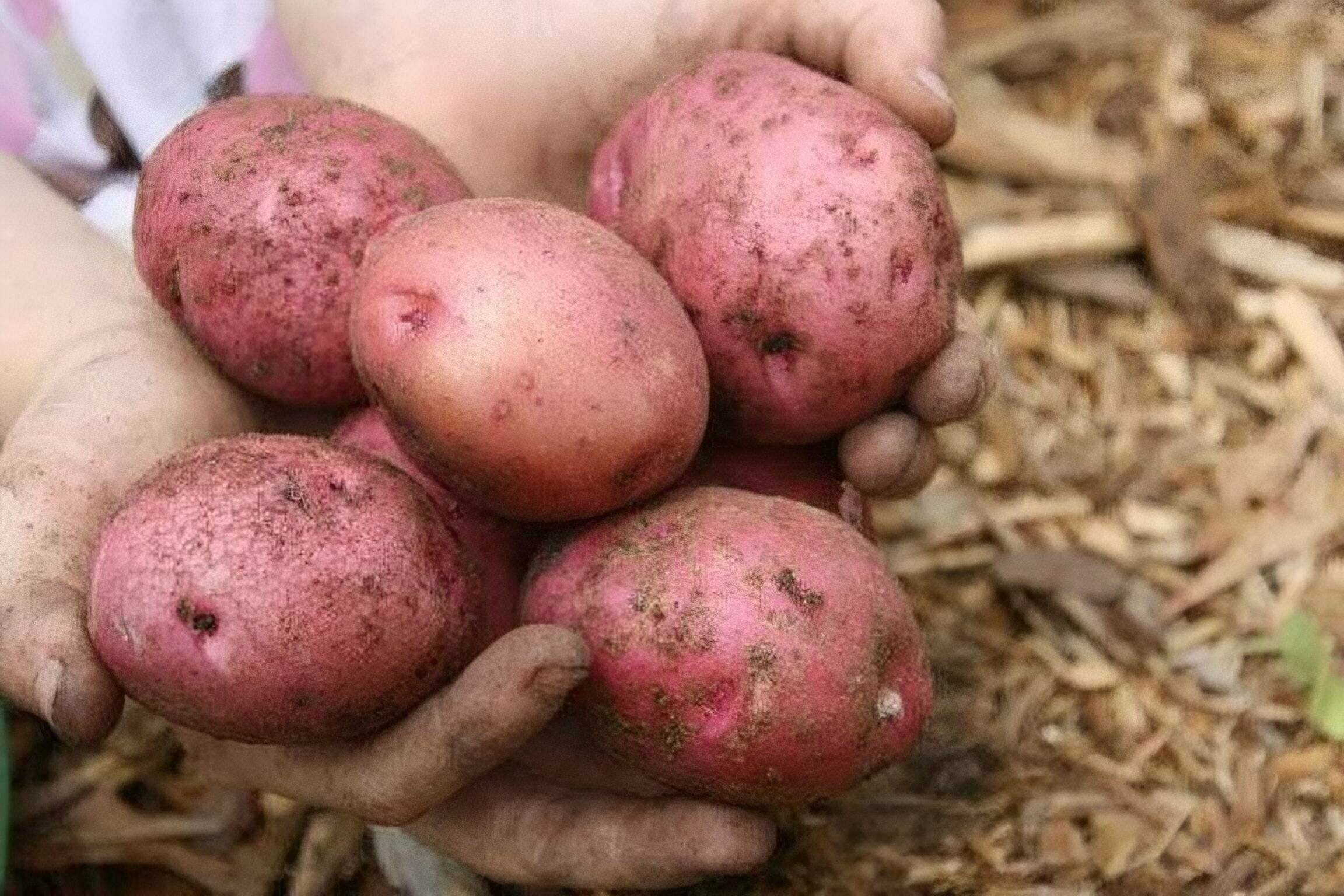 Сорта картофеля: описания, названия с фото, характеристики, наиболее урожайные и устойчивые к заболеваниям виды