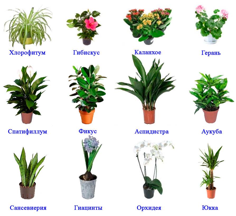 Растения какие бывают комнатные растения название и фото