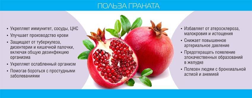Гранат: польза и вред для организма и здоровья человека | официальный сайт – “славянская клиника похудения и правильного питания”