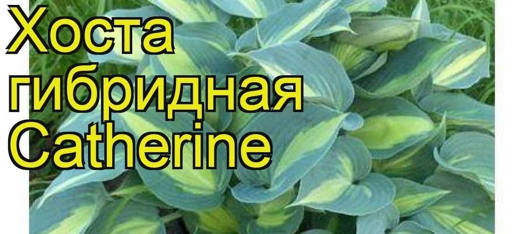 Хоста катерина фото и описание сорта