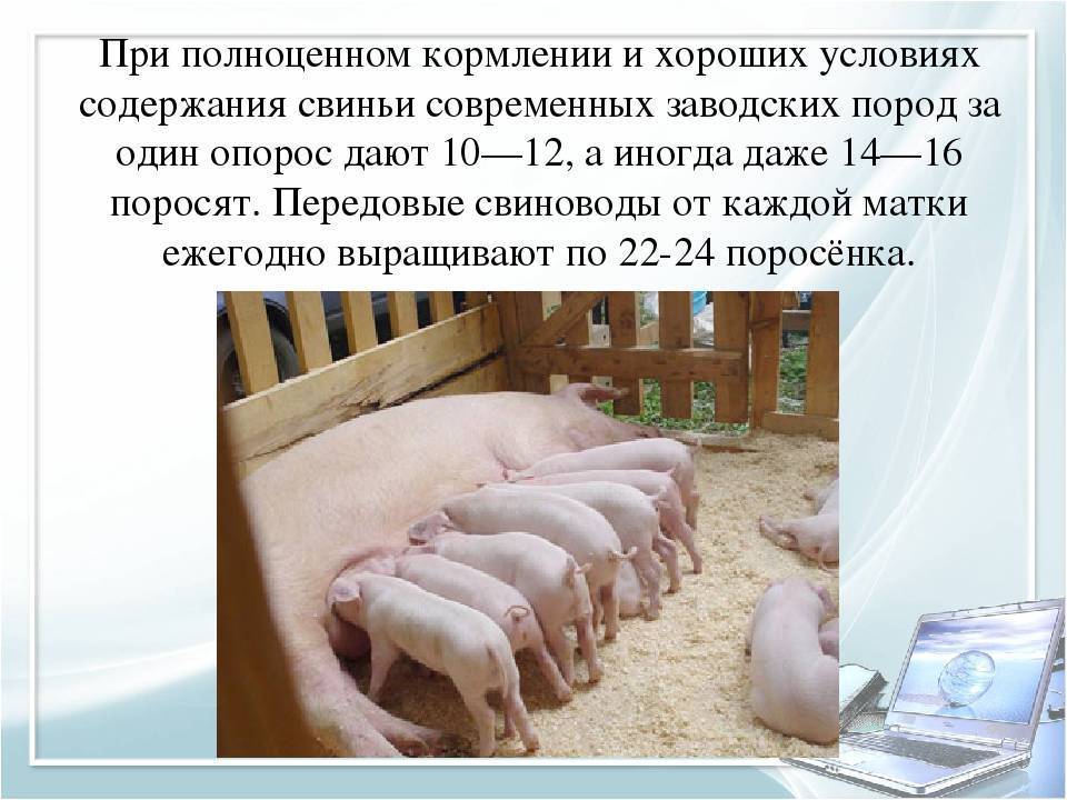 Откорм свиней в домашних условиях: виды кормов и рацион