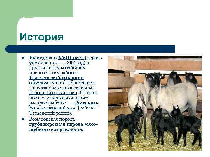 Романовская порода овец: описание и характеристика, разведение и кормление