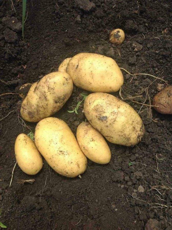 Картофель "красавчик": описание сорта, его особенности, фото, болезни и вредители русский фермер