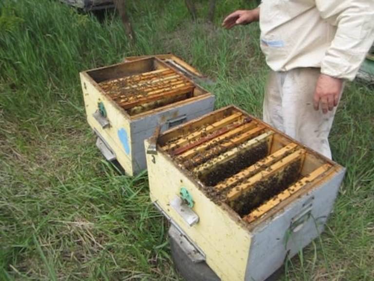 Как ухаживать за пчелами — советы начинающим пчеловодам.