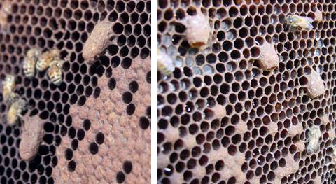 Немецкое пчеловодство — метод ротационного разведения пчёл