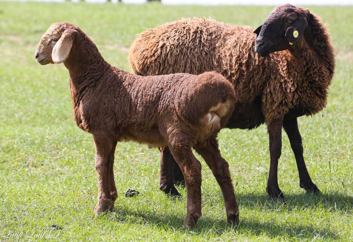 Гиссарская порода овец: характеристика и описание, особенности разведения, фото