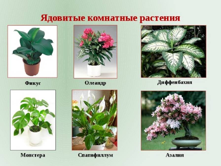 Ядовитые цветы в россии фото с названиями
