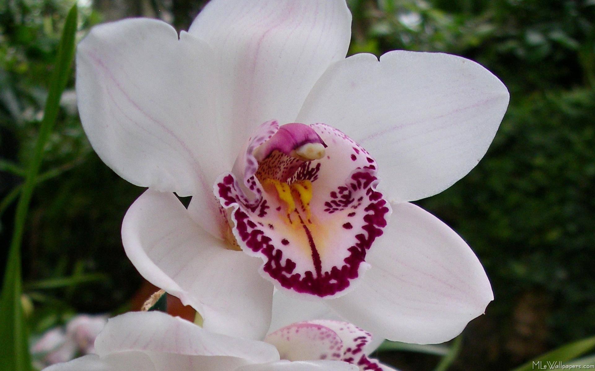 Цветы, похожие на орхидею: виды и сорта цветка с фото, названия родственников растения, чем похожи цветы - длинными и узкими листьями или крупными цветками_ | speakingflower.ru