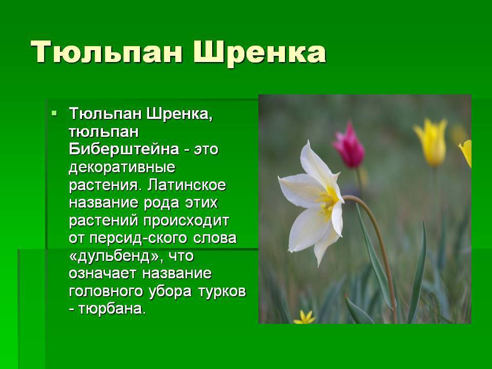 Тюльпан шренка в оренбургской области фото и описание