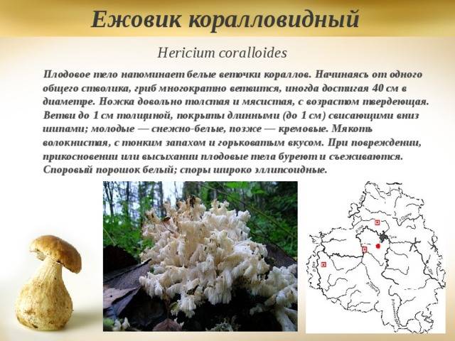 Ежовики - описание с фото пользы и вреда грибов, их использования в кулинарии