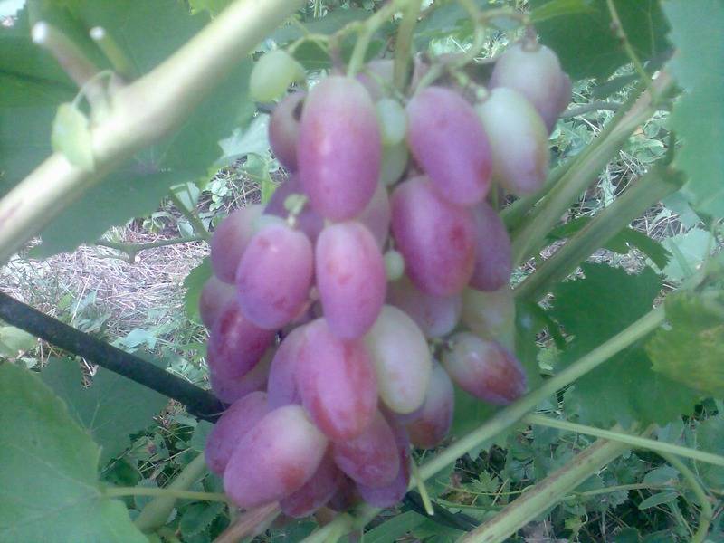 Сорт винограда «ризамат»