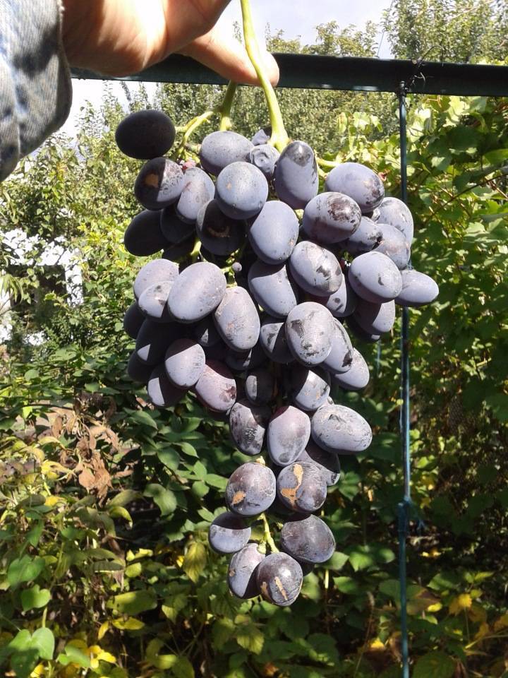 Виноград сорта «атаман павлюк» — не популярный, но стоящий