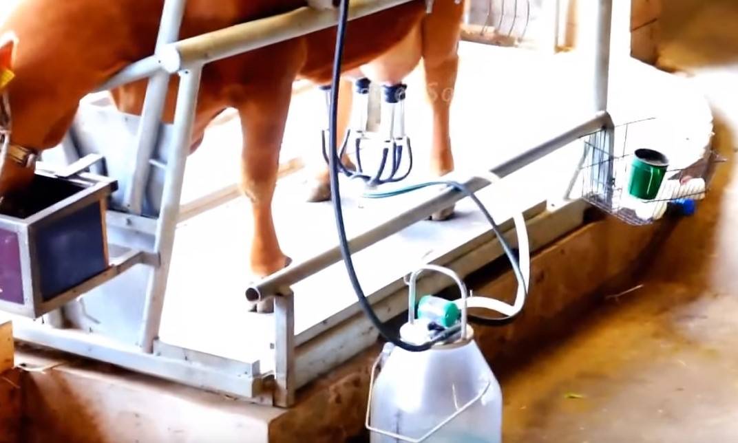 Доильный аппарат для коров: разновидности, модели, как доить